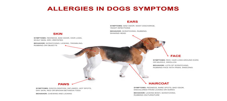 What to Do If Your Dog Has an Allergic Reaction